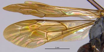 Media type: image;   Entomology 13649 Aspect: Wing front